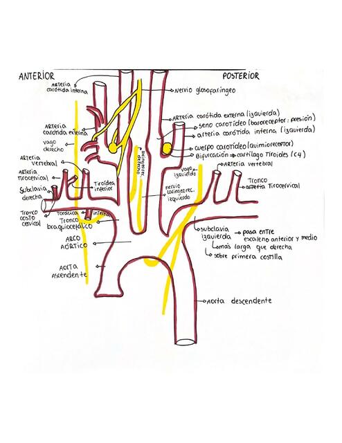 Vascularización Arterial