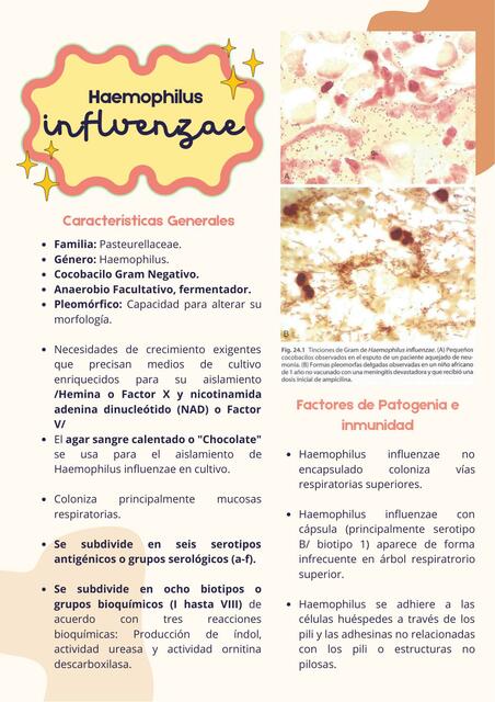 Microbiología de Haemophilus Influenzae