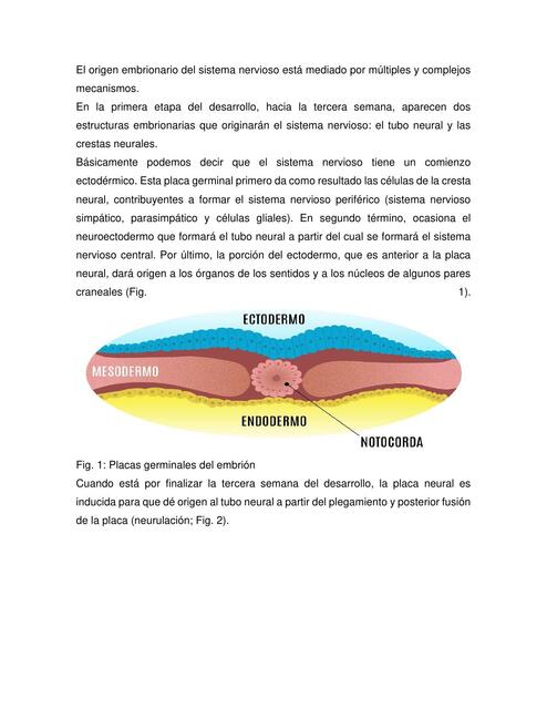 Gen de Neuroanatomía