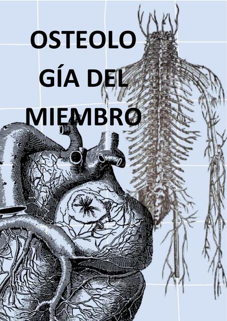 Osteología del miembro 