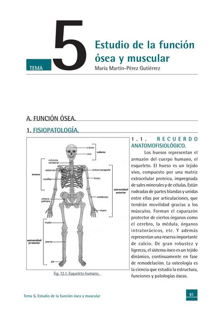 Estudio de la función ósea y muscular