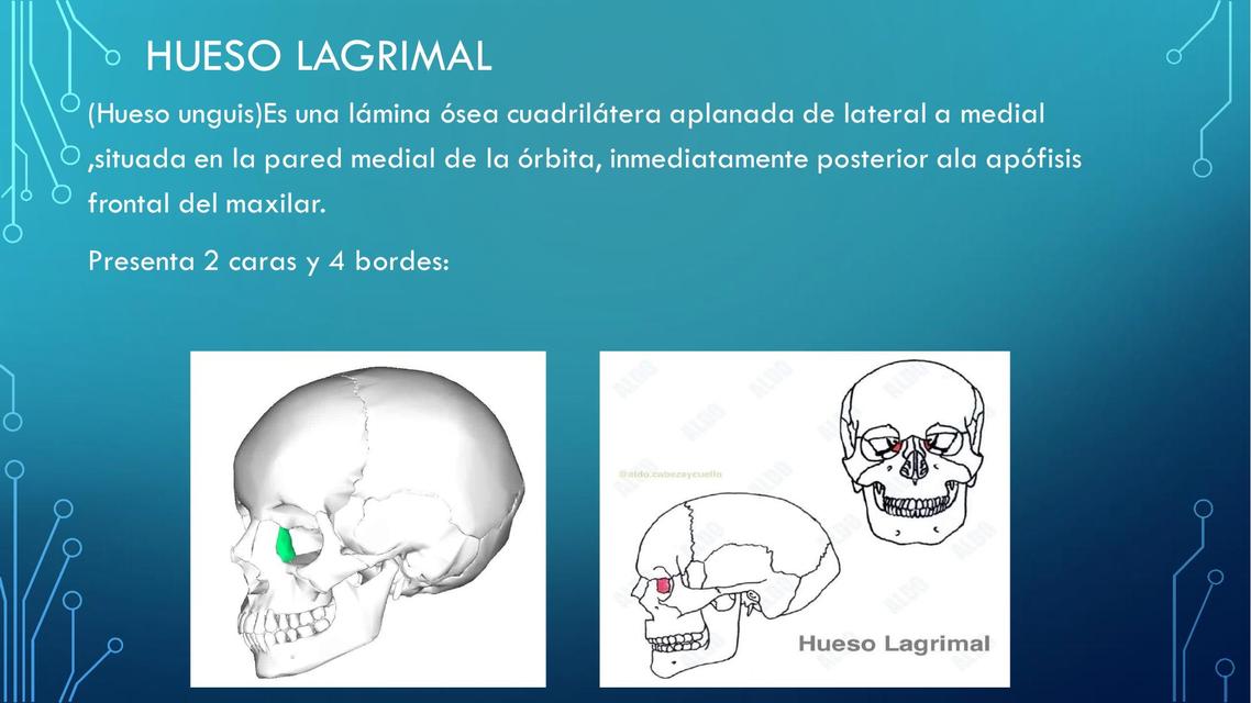 Hueso Lagrimal 