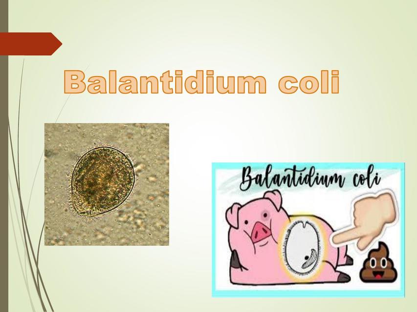 Balantidium Coli  