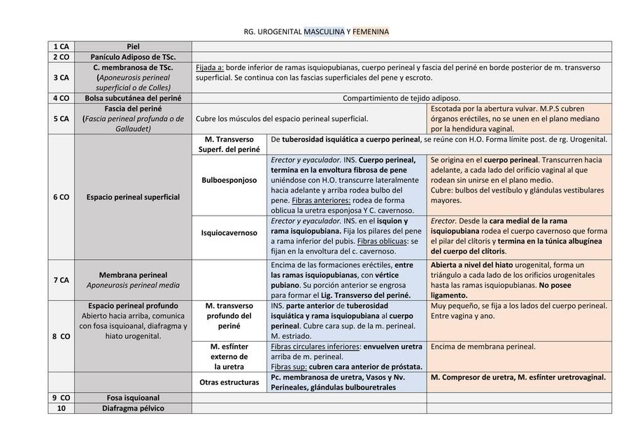  Periné, regiones urogenitales (SGR)