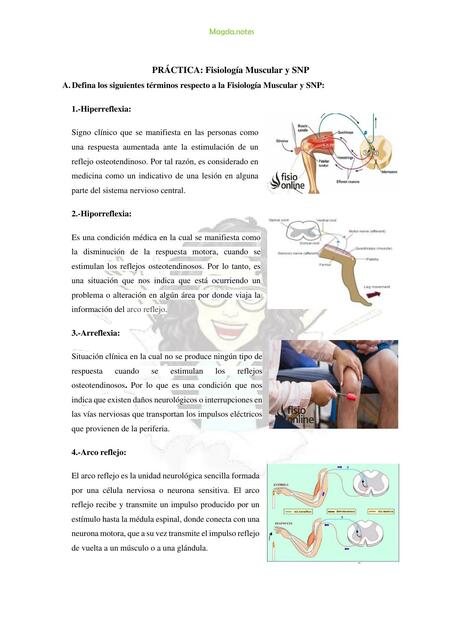 Fisiología Muscular y SNP