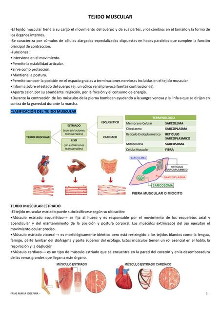 Tejido Muscular - Histologia