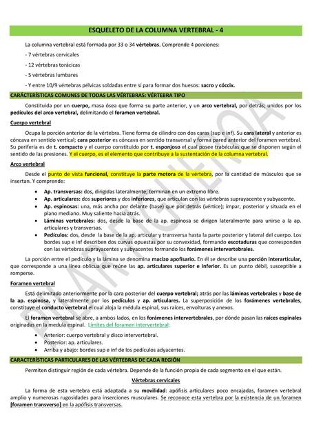 Esqueleto de la columna vertebral - 4  
