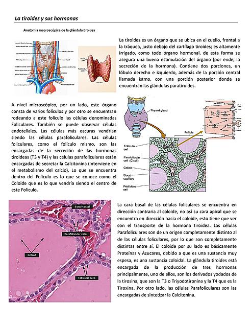 clase de tiroides y sus hormonas 1