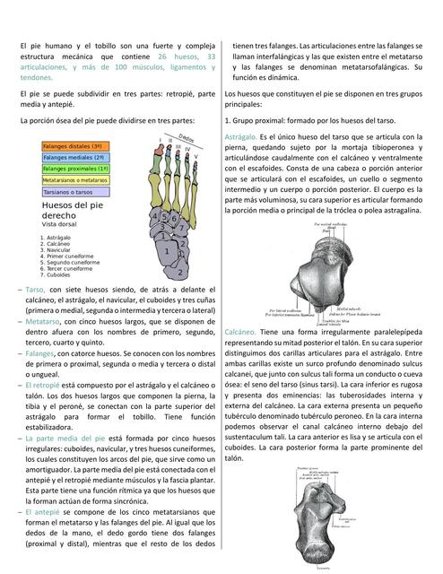 22 Huesos del pie  