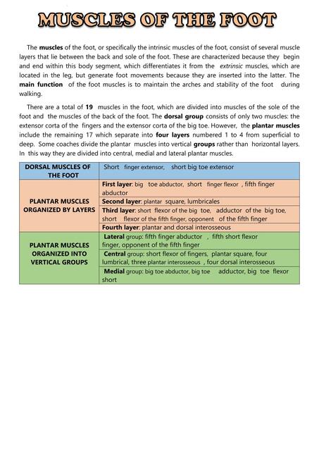 Muscles of the Foot