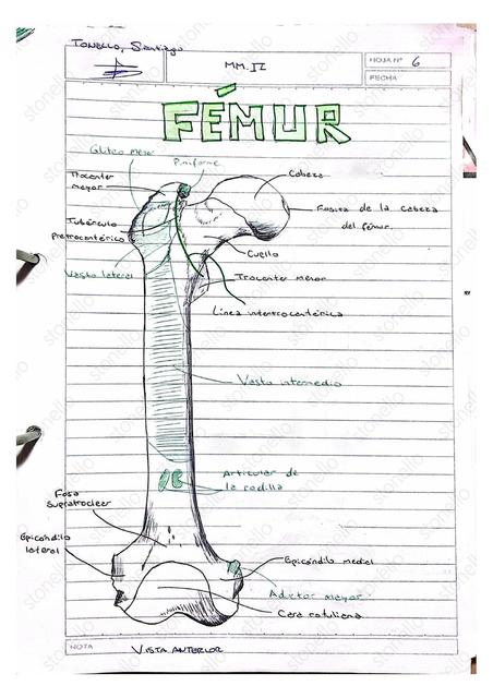 Fémur y Rótula  