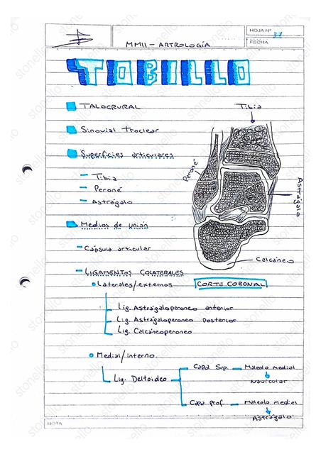 Articulación del tobillo 