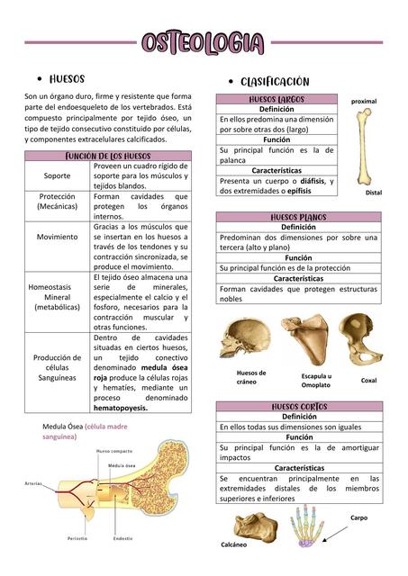 Osteología 