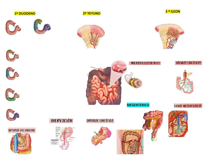 Intestino Delgado 