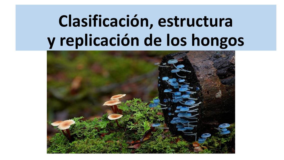 Clasificación, estructura y  replicación de los hongos 