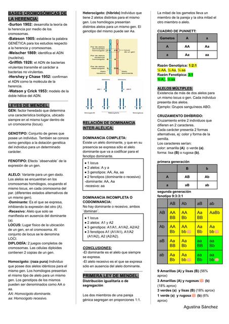 Bases Cromosómicas de la Herencia 