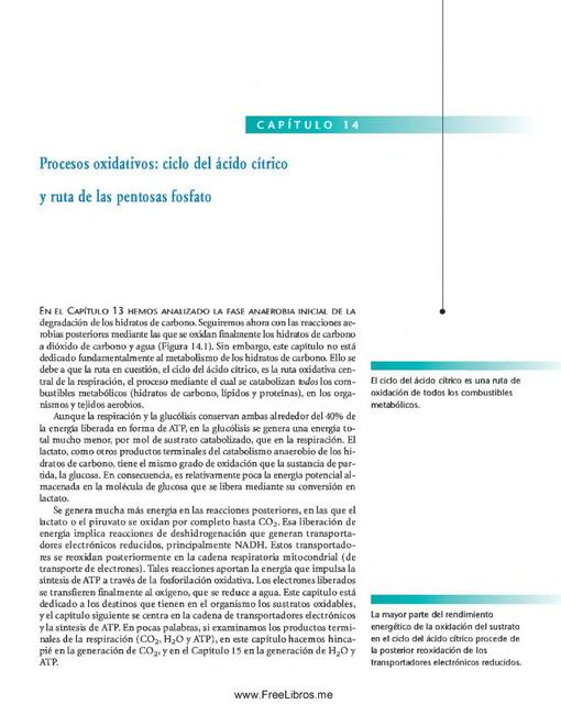 Procesos Oxidativos: Ciclo del Ácido Cítrico y Ruta de las Pentosas Fosfato 