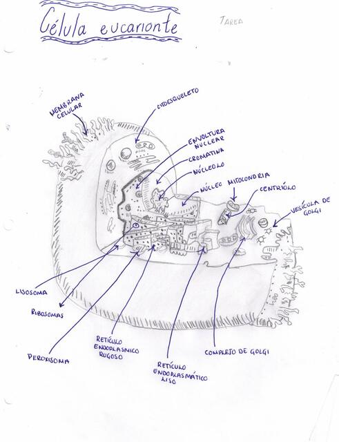 Estructura de Células Procarionte y Eucarionte 