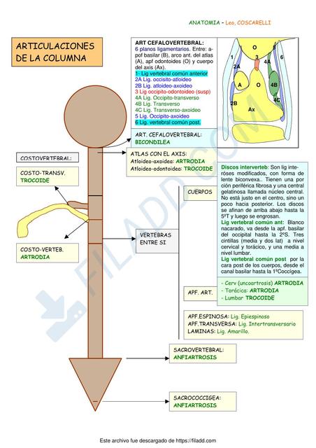 Articulaciones de la columna 