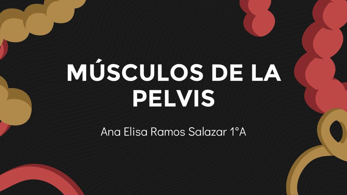 Anatomía - Músculos de la Pelvis