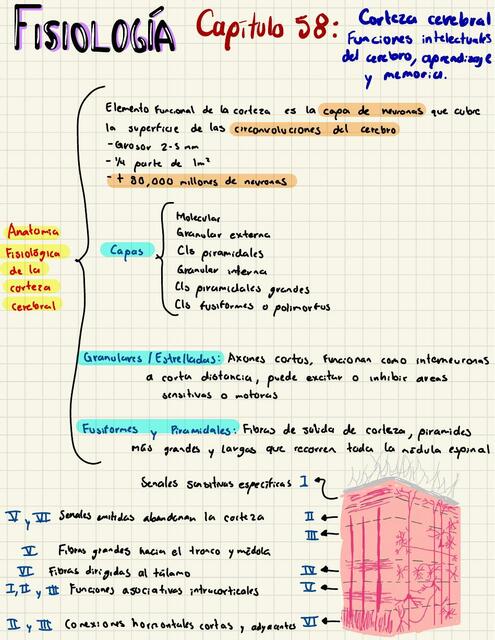 Guyton Fisiología Capítulo 58 | Juan | uDocz
