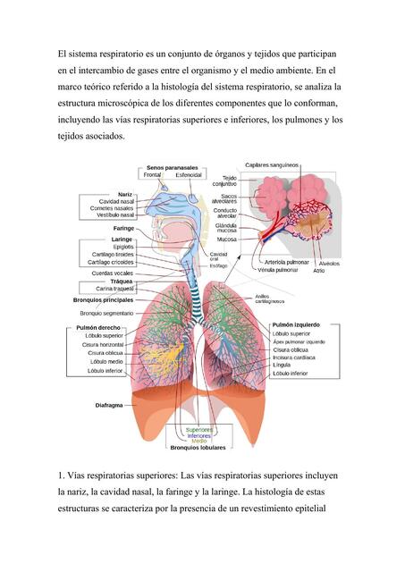 El sistema respiratorio