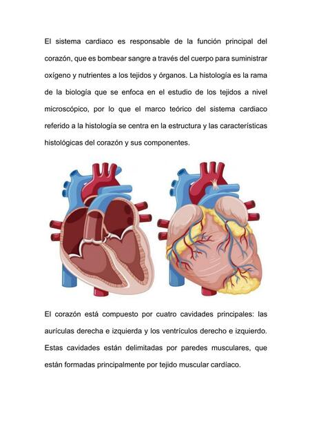 El sistema cardiaco