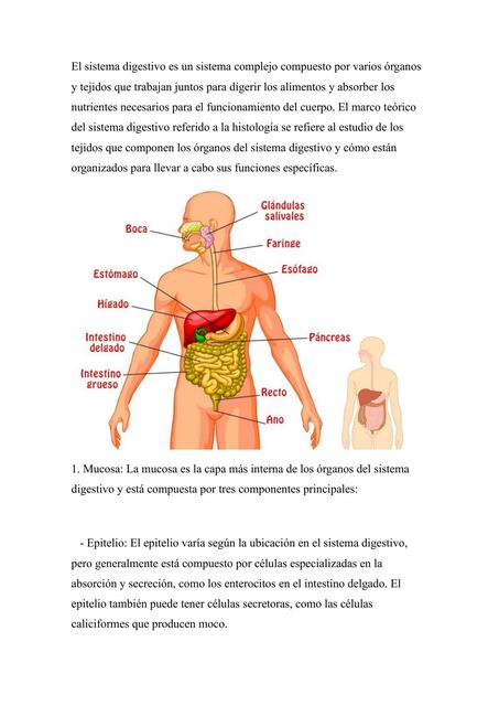 El sistema digestivo