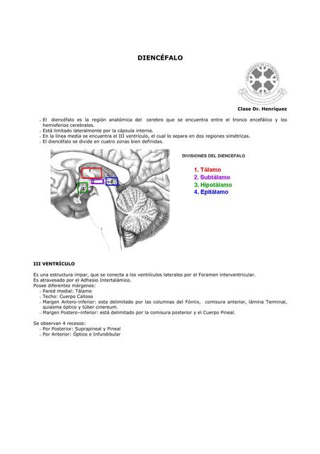 Diencéfalo 