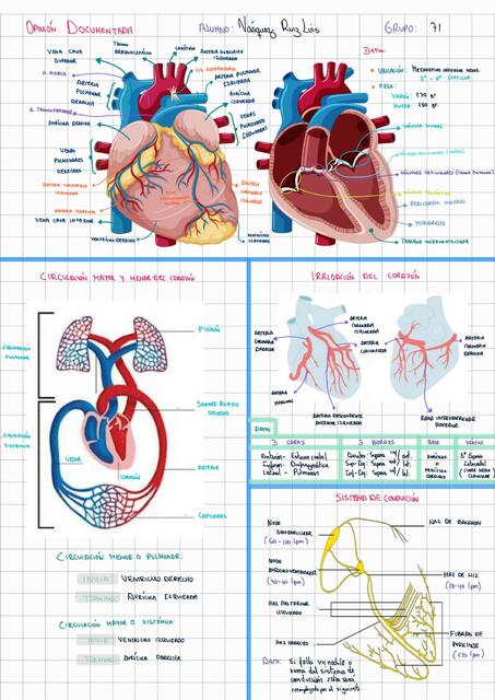 Anatomía del Corazón 