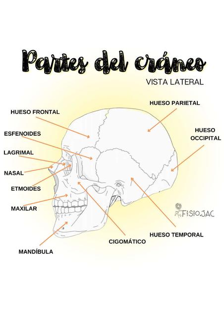 Partes del cráneo 