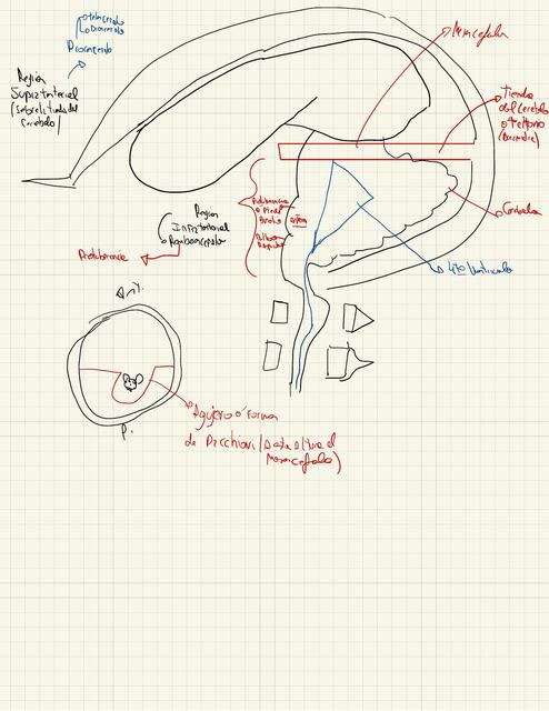 Anatomia Sistema Nervioso 2 Medicina Universitaria Udocz Anatomia Sistema Nervioso 2 Medicina Universitaria Udocz