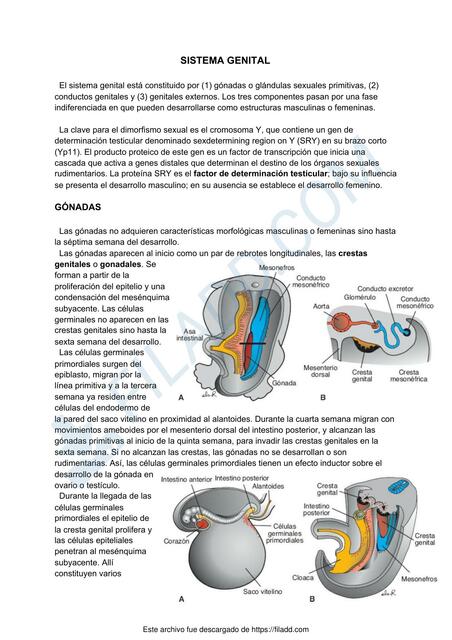 Embriología sistema genital