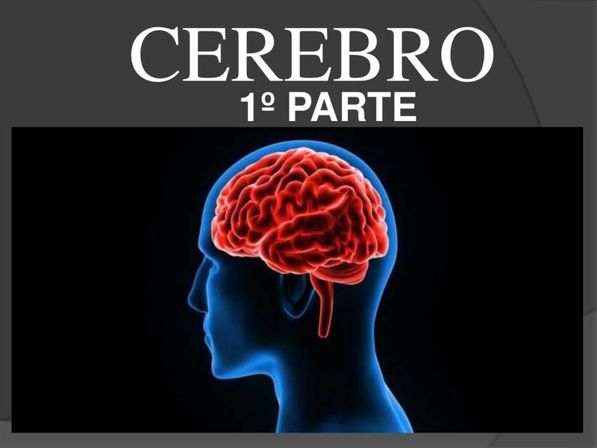 Cerebro parte 1 