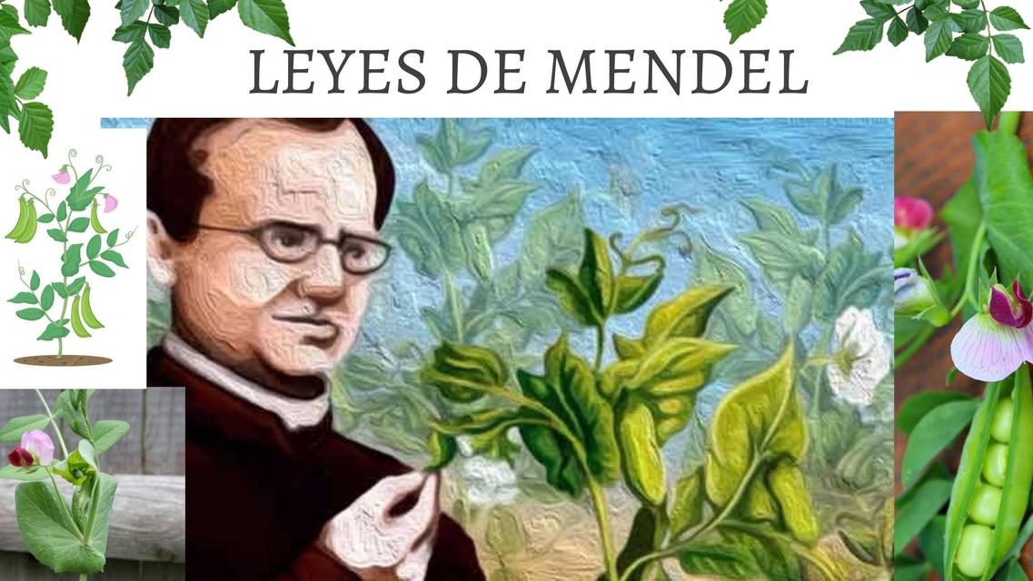 Leyes  de Mendel