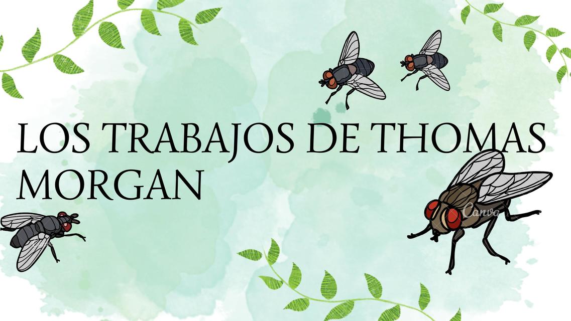 Trabajos de Thomas Morgan 