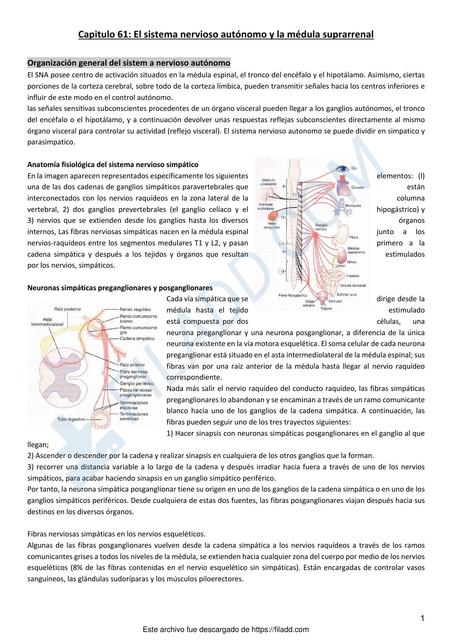 El sistema nervioso autónomo y la médula suprarrenal 