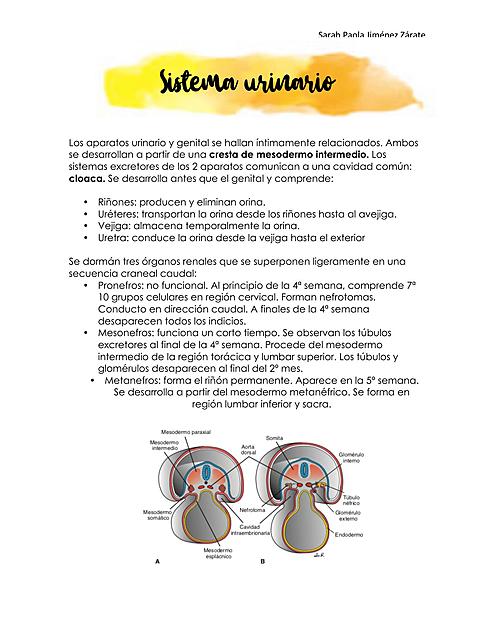 Desarrollo del sistema urinario