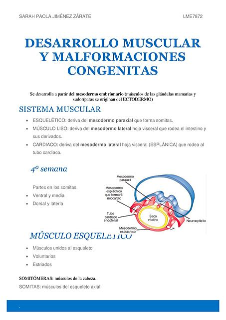 DESARROLLO MUSCULAR Y MALFORMACIONES CONGENITAS