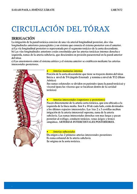 CIRCULACIÓN DEL TÓRAX