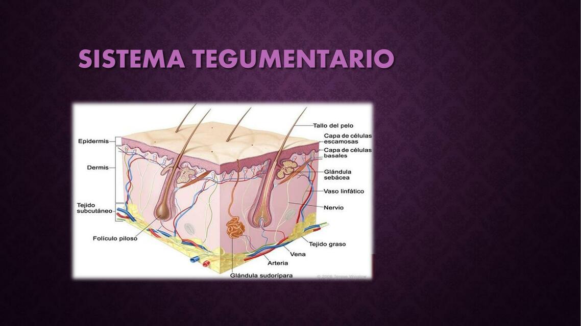 Sistema Tegumentario 