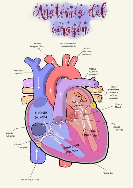 Anatomía Del Corazón