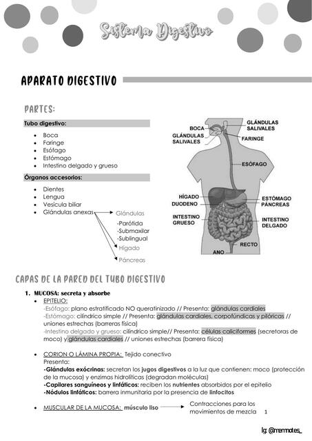 Aparato digestivo