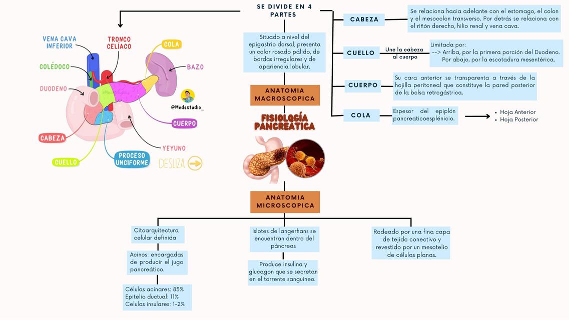 Fisiología Pancreática