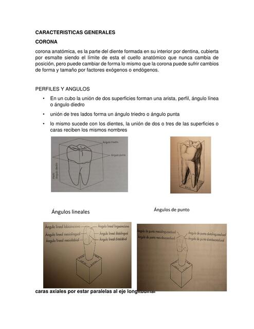 Características Generales de los Dientes 