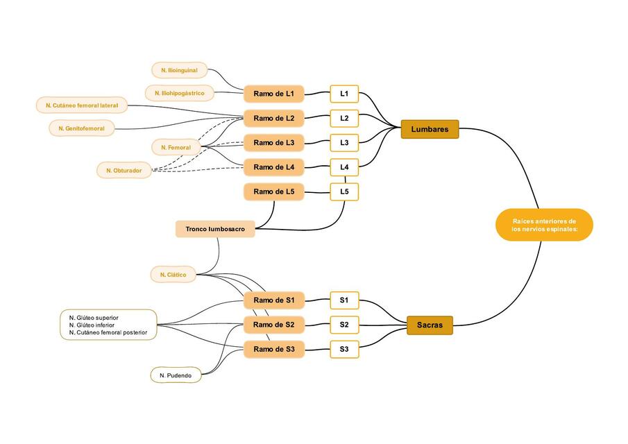MMII - Plexo Lumbosacro