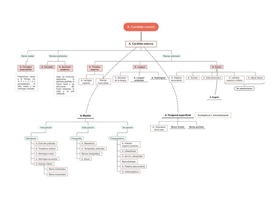 Ramas arteria carótida externa