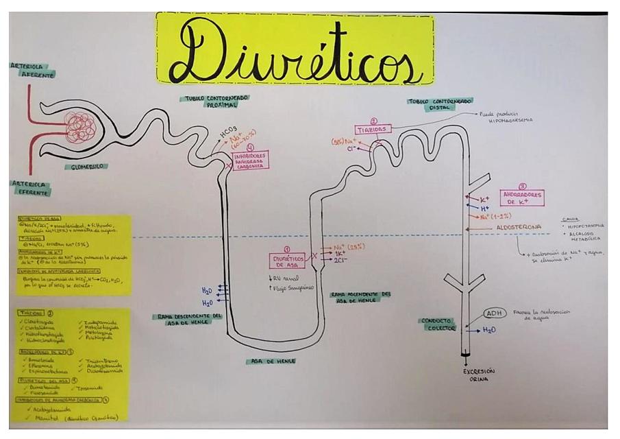 DIURÉTICOS EN LA NEFRONA