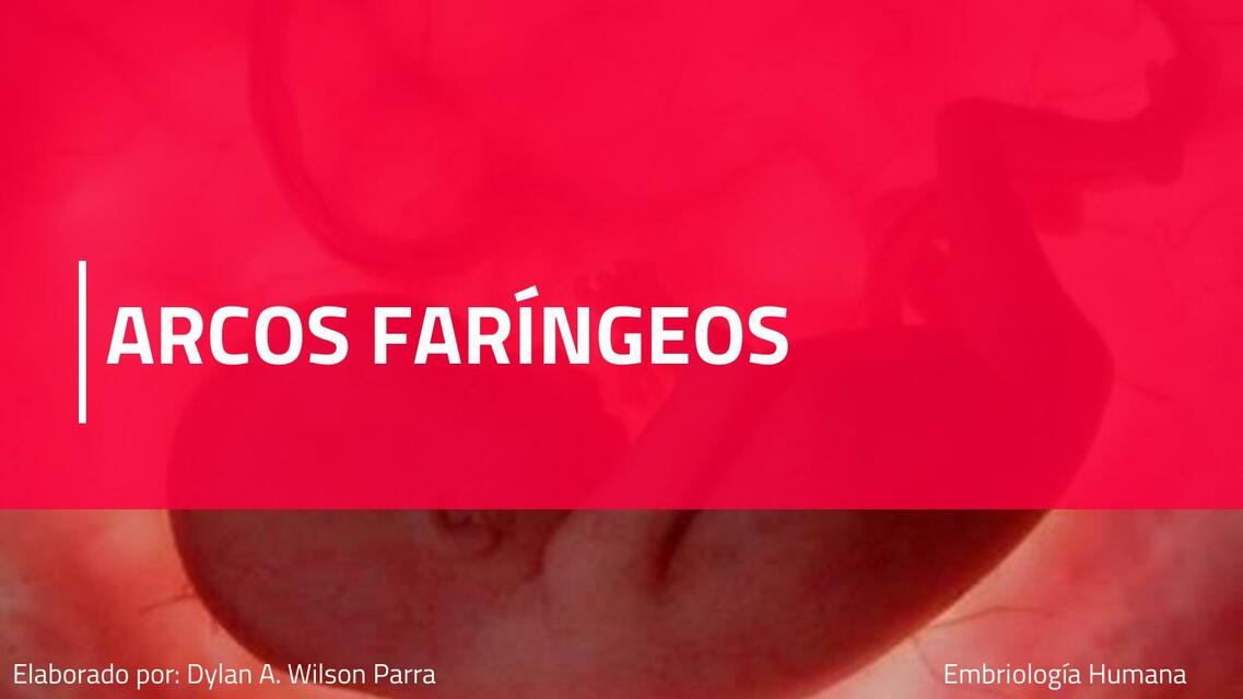 Arcos Faríngeos