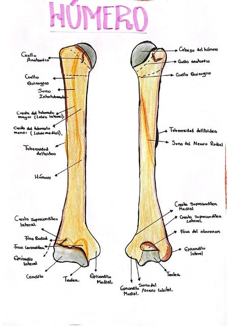 Anatomía   